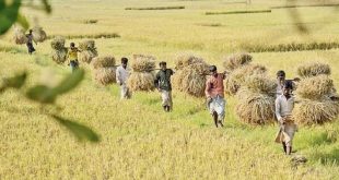 সরাসরি কৃষকের কাছ থেকে আমন ধান সংগ্রহ করবে সরকার