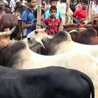 ডিএনসিসিতে ৯ অস্থায়ী পশুরহাটের প্রস্তাব