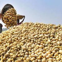 সরকারি ত্রাণের তালিকায় যুক্ত হচ্ছে আলু