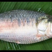 শেষ মুহূর্তে বাড়ছে ইলিশের দাম