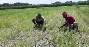 প্রকৃতির কাছে অসহায় বরেন্দ্র অঞ্চলের কৃষকরা