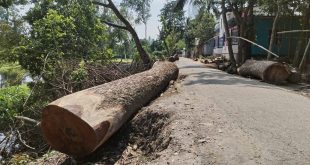 রাস্তা সংস্কারের নামে চেয়ারম্যানের নির্দেশে কাটা হয় দুই শতাধিক গাছ