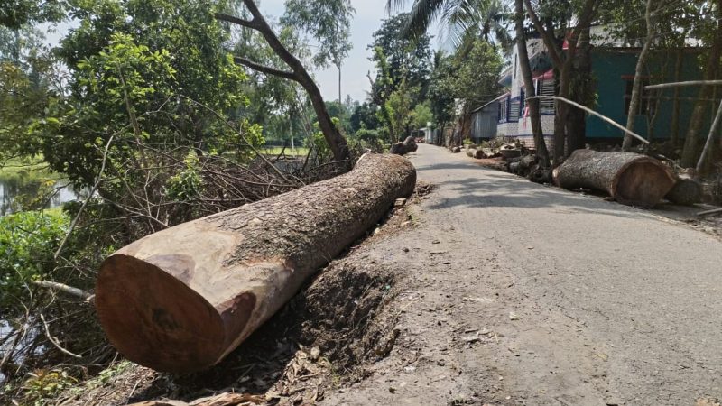 রাস্তা সংস্কারের নামে চেয়ারম্যানের নির্দেশে কাটা হয় দুই শতাধিক গাছ