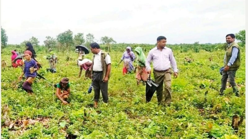 জনবল সংকটের কারণে উখিয়ার বন ও বনভূমি রক্ষা করা চ্যালেঞ্জ 