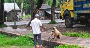 মাদারীপুরের কালকিনিতে খাবারের সন্ধানে লোকালয়ে হনুমান