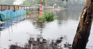 ভেসে গেছে পুকুরের মাছ, লক্ষ্মীপুরে মৎস্য খাতে ক্ষতি প্রায় ৮০ কোটি টাকার