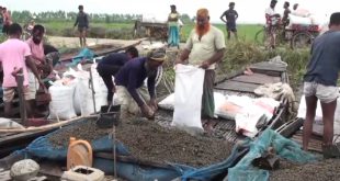 সিরাজগঞ্জের তাড়াশে শামুকের হাট শামুক বিক্রি করে জীবিকা নির্বাহ করছে জেলেরা 