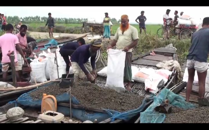 সিরাজগঞ্জের তাড়াশে শামুকের হাট শামুক বিক্রি করে জীবিকা নির্বাহ করছে জেলেরা 