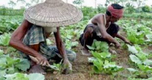 শীতকালীন আগাম সবজি তুলতে ও চাষে ব্যস্ত রাজশাহীর চাষিরা