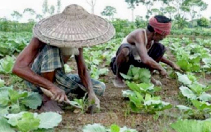 শীতকালীন আগাম সবজি তুলতে ও চাষে ব্যস্ত রাজশাহীর চাষিরা