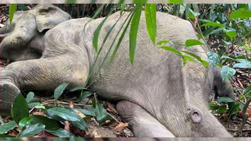 ঈদগাঁওতে বন্য বাচ্চা হাতির রহস্যজনক মৃত্যু