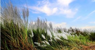 কেরানীগঞ্জে কাশফুল বিক্রির টাকা ভাগাভাগি নিয়ে বিএনপির দুই গ্রুপের সংঘর্ষ, আহত ১০