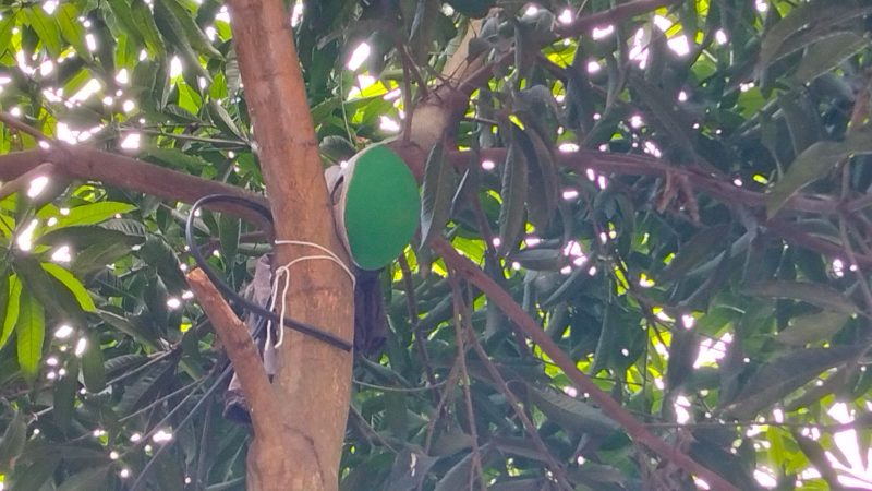 টাঙ্গাইলে পাখি রক্ষায় গাছে গাছে মাটির হাঁড়ি