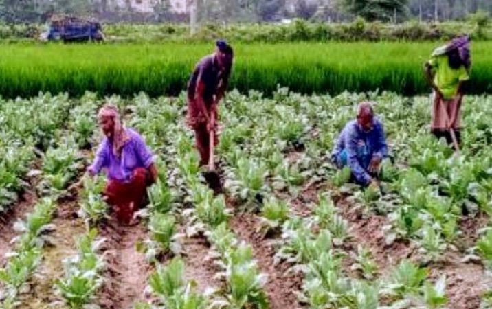 শীতকালীন আগাম সবজি তুলতে ও চাষে ব্যস্ত রাজশাহীর চাষিরা