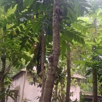 ব্রাহ্মণবাড়িয়া, বাঞ্ছারামপুর উপজেলার ১৩ টি ইউনিয়নে আফ্রিকান জায়ান্ট শামুকের প্রাদু্র্ভাব দেখা দিয়াছে