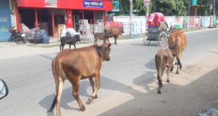 অবাধে গরু-ছাগল চলে সড়কে, দুর্ঘটনার শঙ্কা