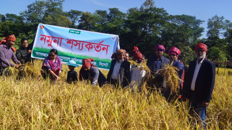 জকিগঞ্জ উপজেলা প্রশাসন নমুনা শস্যকর্তনে মাঠে