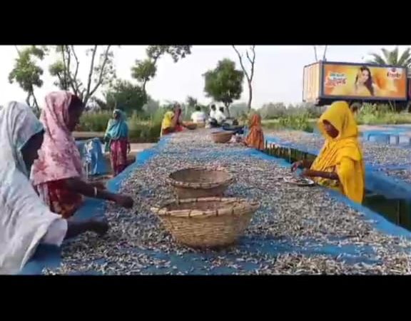 সিরাজগঞ্জের চলনবিলে শুটকি তৈরির কাজে ব্যস্ত সময় পার করছে শ্রমিকরা