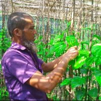 নাগরপুরে পান চাষে স্বাবলম্বী হওয়ার স্বপ্ন দেখছেন জহিরুল ইসলাম