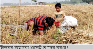 গর্তে জমানো ইঁদুরের ধান তুলে নবান্ন উৎসব