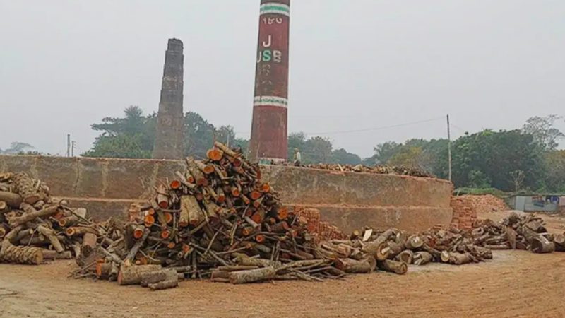 মাদারীপুরে ইটভাটায় প্রকাশ্যে পোড়ানো হচ্ছে কাঠ, বিপন্ন পরিবেশ