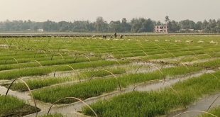 মেহেরপুরে বোরো বীজতলা তৈরি ও পরিচর্যার ব্যস্ততা