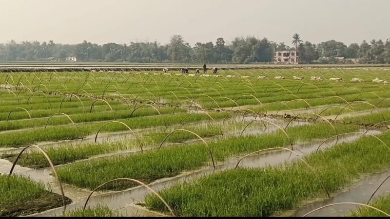 মেহেরপুরে বোরো বীজতলা তৈরি ও পরিচর্যার ব্যস্ততা