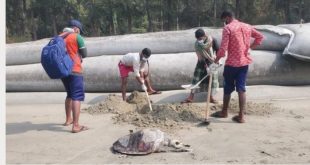 কক্সবাজার সৈকতে একদিনে আরো  ১৪টি কাছিমের মৃতদেহ উদ্ধার 