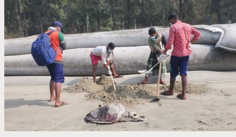 কক্সবাজার সৈকতে একদিনে আরো  ১৪টি কাছিমের মৃতদেহ উদ্ধার 