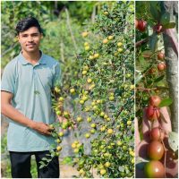 অনার্স পড়ুয়া আরিফের সাফল্যের গল্প: বরই ও পেয়ারা চাষে স্বপ্নপূরণের পথে