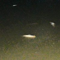 নোয়াখালীর সুবর্ণচরে পুকুরে বিষ প্রয়োগে ছয় লাখ টাকার মাছ নিধন