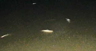 নোয়াখালীর সুবর্ণচরে পুকুরে বিষ প্রয়োগে ছয় লাখ টাকার মাছ নিধন