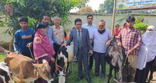 শিবচরে হত দরিদ্রদের মধ্যে বিনামূল্যে গাভী বিতরন ও গাভী পালন প্রশিক্ষন