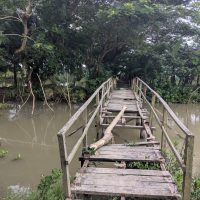 রাঙ্গাবালীতে মরণ ফাদে পরিণত ভাঙা কাঠের সাঁকো দুর্ভোগে কোমলমতি শিক্ষার্থীসহ দুই পাড়ের কয়েক হাজার মানুষ।