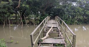 রাঙ্গাবালীতে মরণ ফাদে পরিণত ভাঙা কাঠের সাঁকো দুর্ভোগে কোমলমতি শিক্ষার্থীসহ দুই পাড়ের কয়েক হাজার মানুষ।